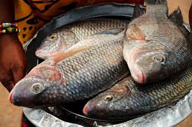 Commerce : Interdiction provisoire d’importer le poisson tilapia