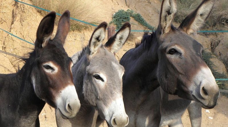 Santé animale : la «Gourme» décime les équidés