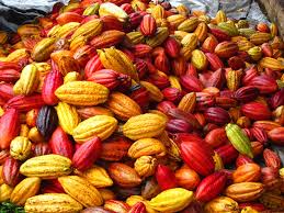 Cacao : la Côte d’Ivoire veut bloquer sa production à 2 millions de tonnes Cacao : la Côte d’Ivoire veut bloquer sa production à 2 millions de tonnes