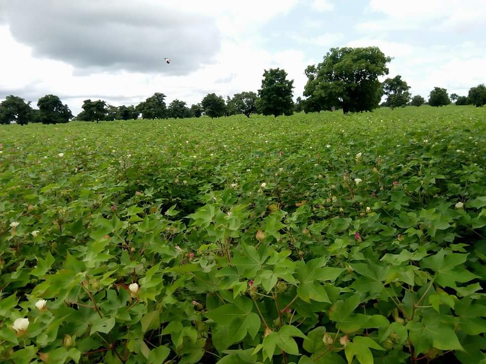 Campagne cotonnière 2020-2021 : Le comité de haut-niveau prend la «température des champs» Campagne cotonnière 2020-2021 : Le comité de haut-niveau prend la «température des champs»